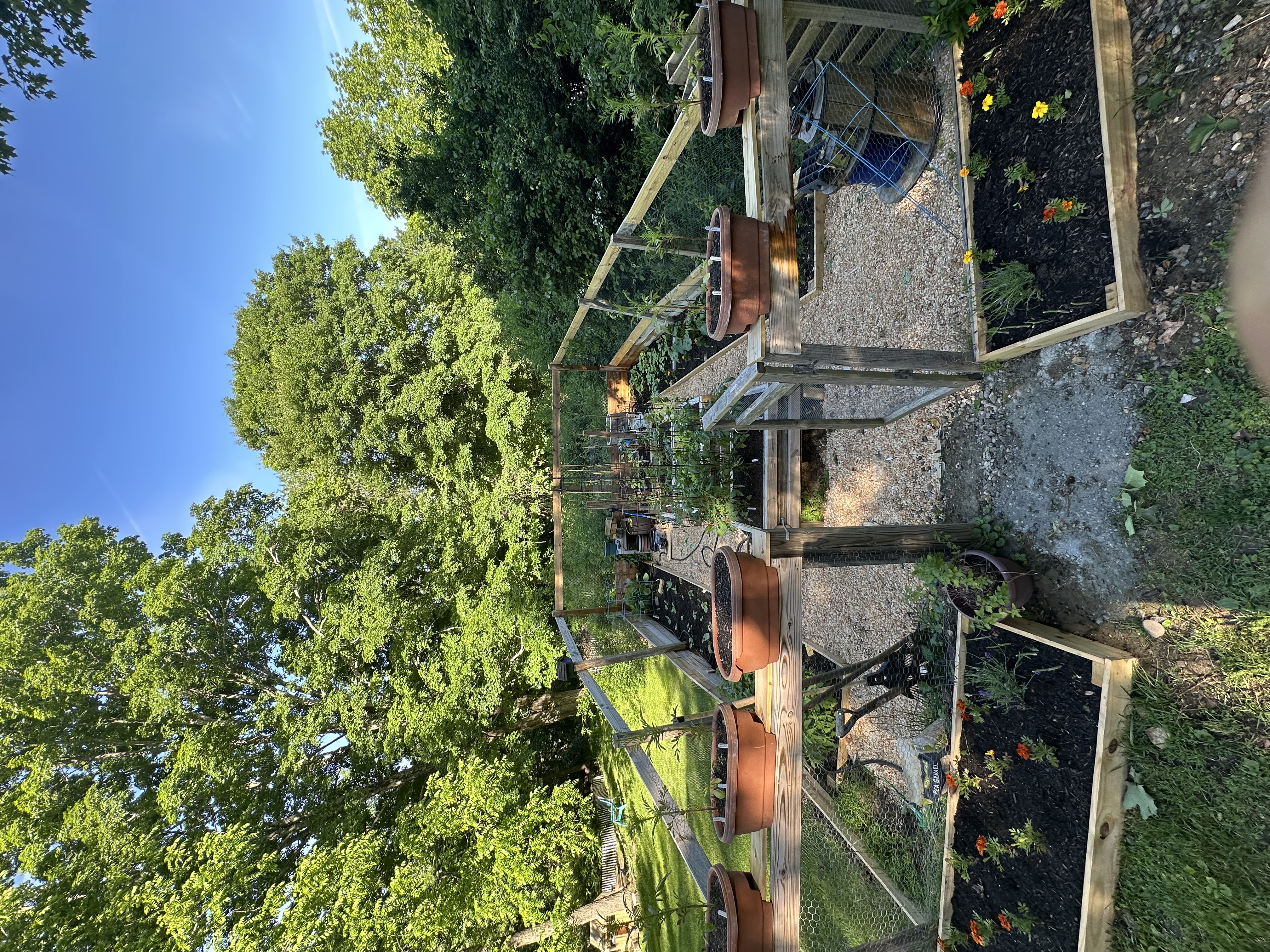 June garden update: tomatoes (cherry & regular), lettuce, shishito peppers, cucumbers, carrots, butternut squash, spaghetti squash, eggplants, bush beans, zucchini, and basil.