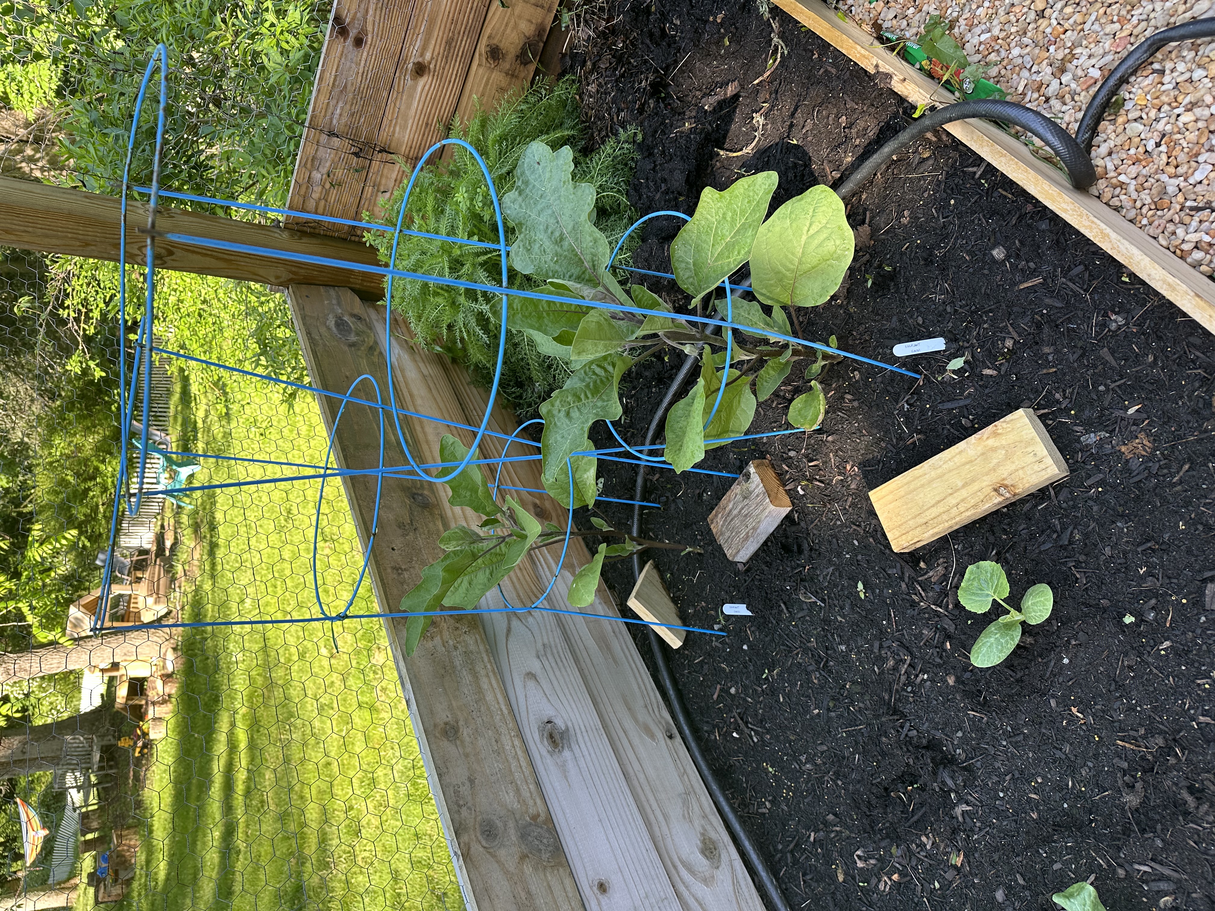 June garden update: tomatoes (cherry & regular), lettuce, shishito peppers, cucumbers, carrots, butternut squash, spaghetti squash, eggplants, bush beans, zucchini, and basil.