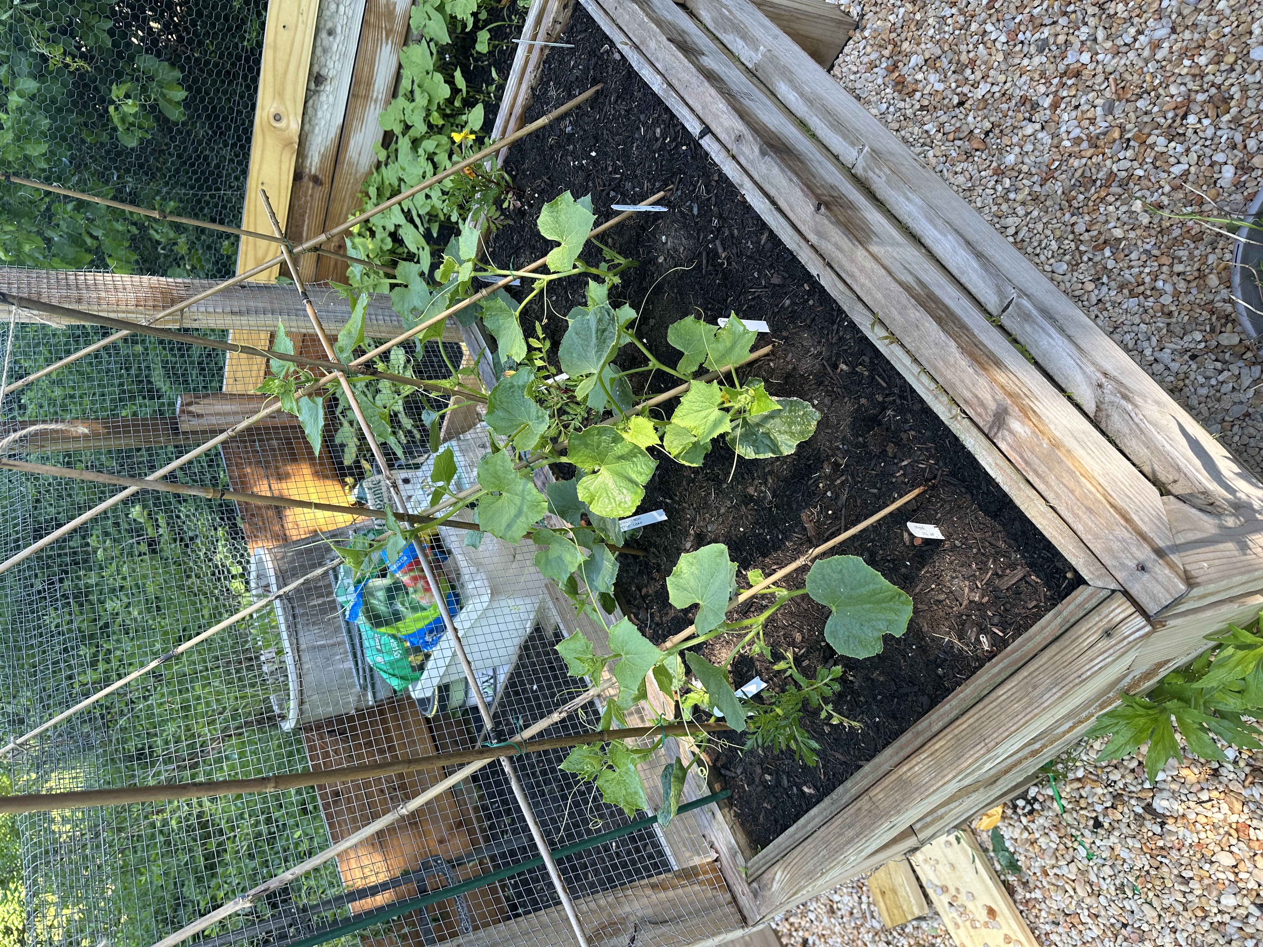 June garden update: tomatoes (cherry & regular), lettuce, shishito peppers, cucumbers, carrots, butternut squash, spaghetti squash, eggplants, bush beans, zucchini, and basil.