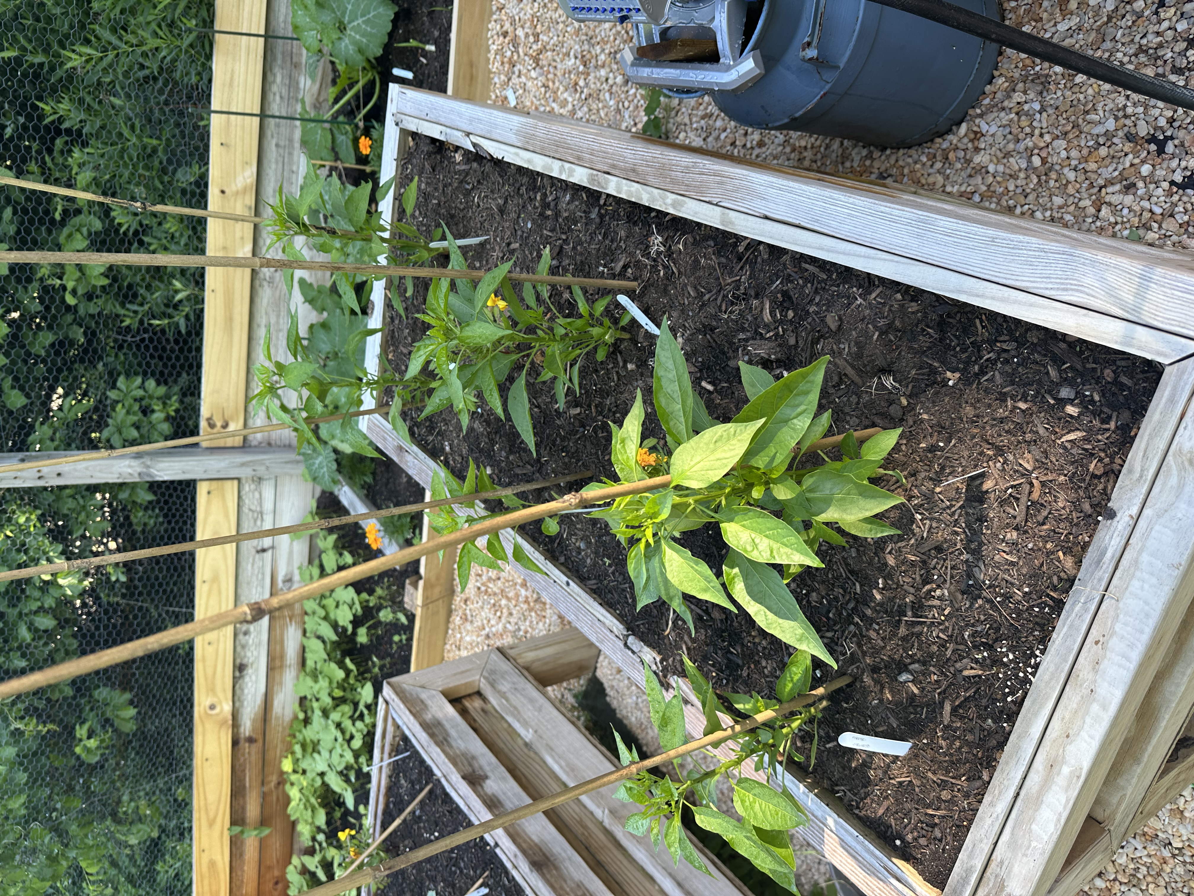 June garden update: tomatoes (cherry & regular), lettuce, shishito peppers, cucumbers, carrots, butternut squash, spaghetti squash, eggplants, bush beans, zucchini, and basil.