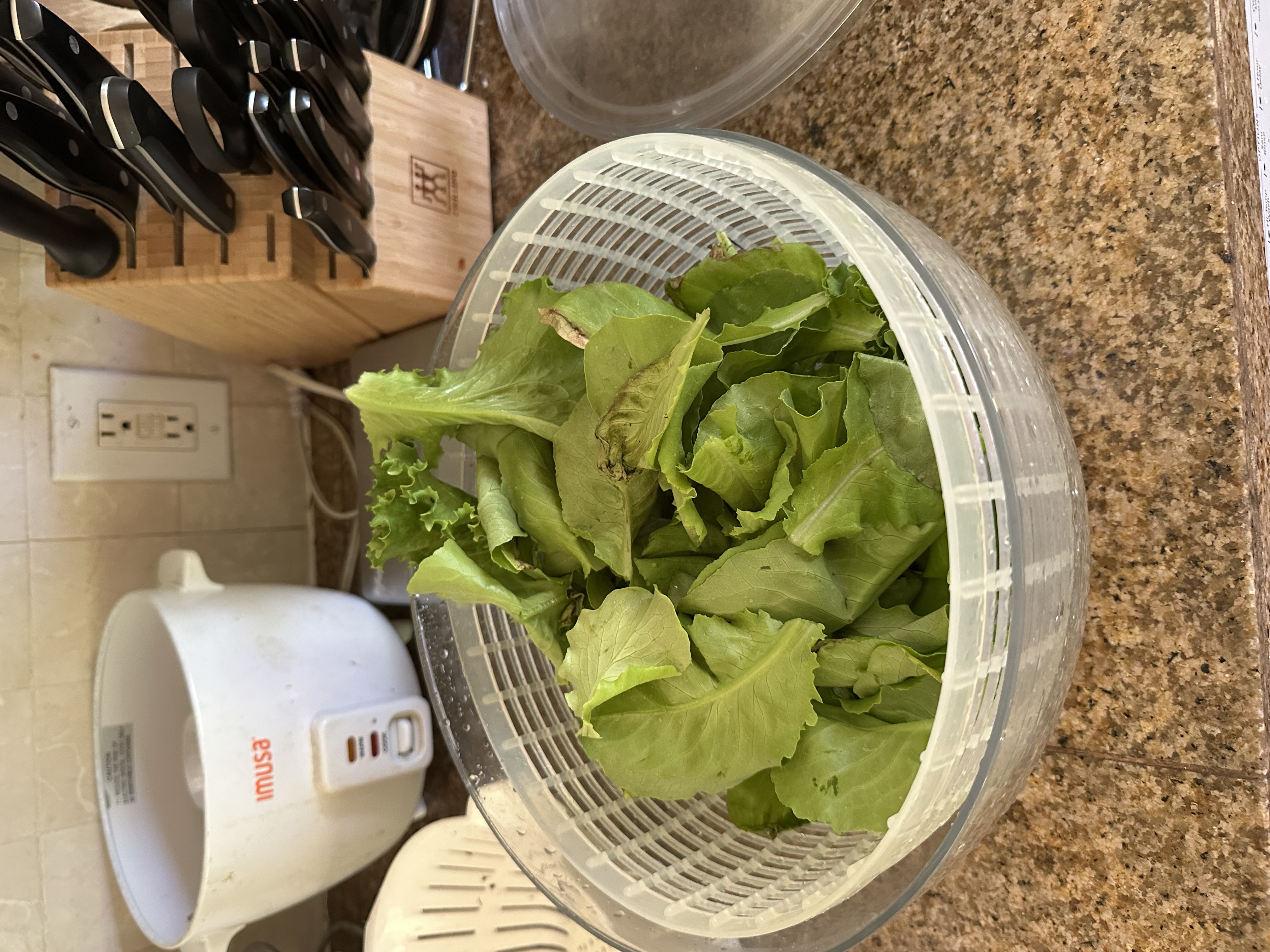 And some recent lettuce harvests